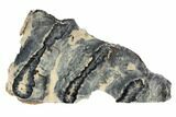 Mammoth Molar Slice With Case - South Carolina #99529-1